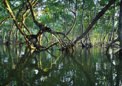 Conservation