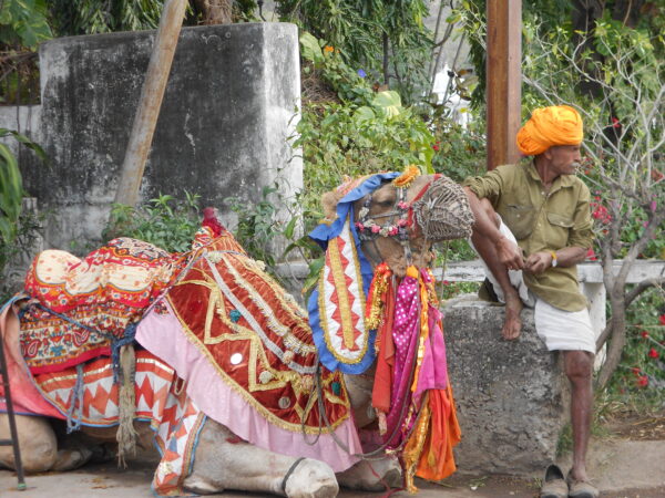 India: Udaipur Culture + Volunteering | 21 Days - Image 5