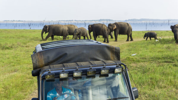 Sri Lanka: Culture + Elephant Experience | 21 Days - Image 2