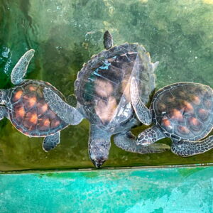 Sri Lanka: Culture + Turtle Conservation | 21 Days