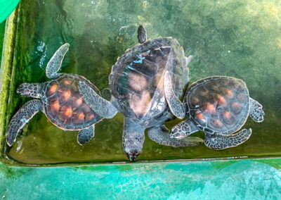 Sri Lanka: Culture + Turtle Conservation | 21 Days