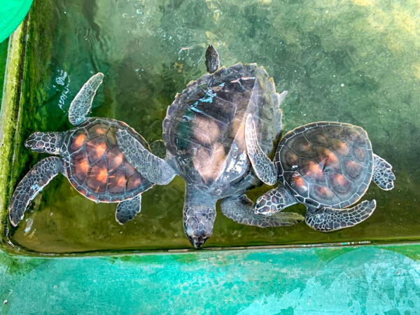 Sri Lanka: Culture + Turtle Conservation | 21 Days