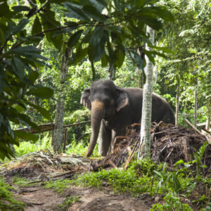 Sri Lanka: Culture + Elephant Experience | 21 Days