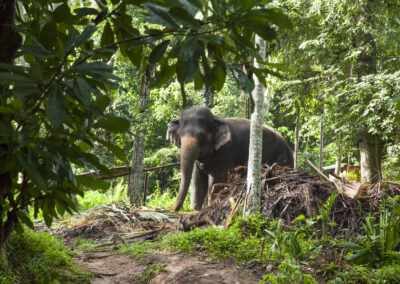 Sri Lanka: Culture + Elephant Experience | 21 Days