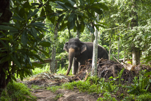 Sri Lanka: Culture + Elephant Experience | 21 Days