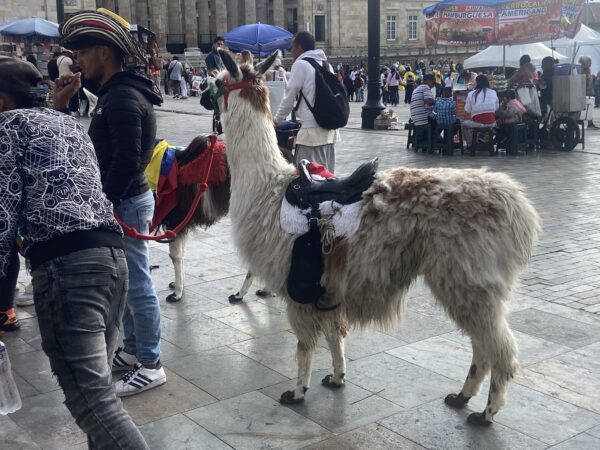 Colombia: Culture + Volunteering | 21 Days - Image 14