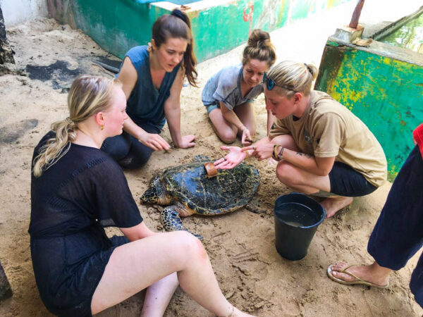 Sri Lanka: Culture + Turtle Conservation | 21 Days - Image 4
